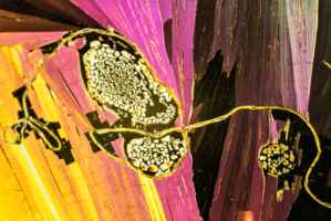 Crystallizations in polarized light