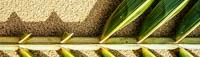 Palme