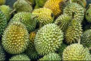 Durian. Not for tourists!