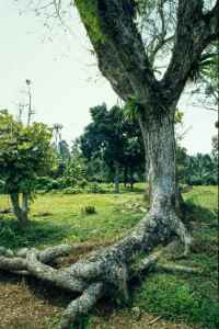 My mother told me about these trees