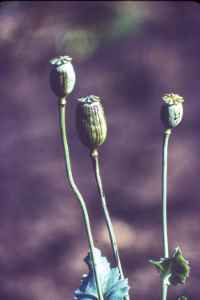 Opium poppy, scratched to extract opium