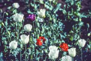Opium poppy