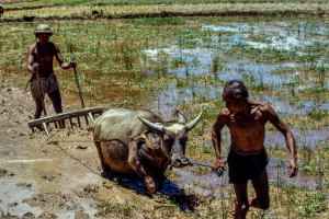 Working on the rice fields