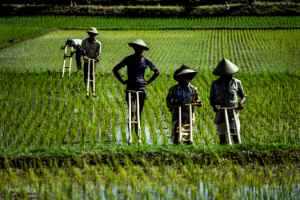 Working on the rice fields