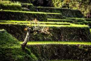View of the rice terraces