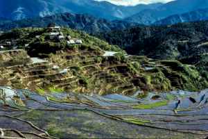 Rice terraces
