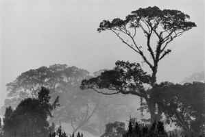 Fog on the Puncak Pass