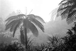 Fog on the Puncak Pass