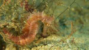 Gangga's SealLife - Seahorse