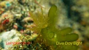 Lembeh-Diveday8