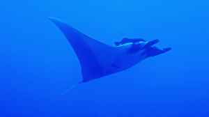 Manta-Ray