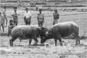 Indonesien, Tana Toraja: das grosse Fest mit Büffelkämpfen.