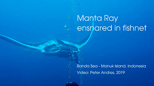 Mantaray-ensnared